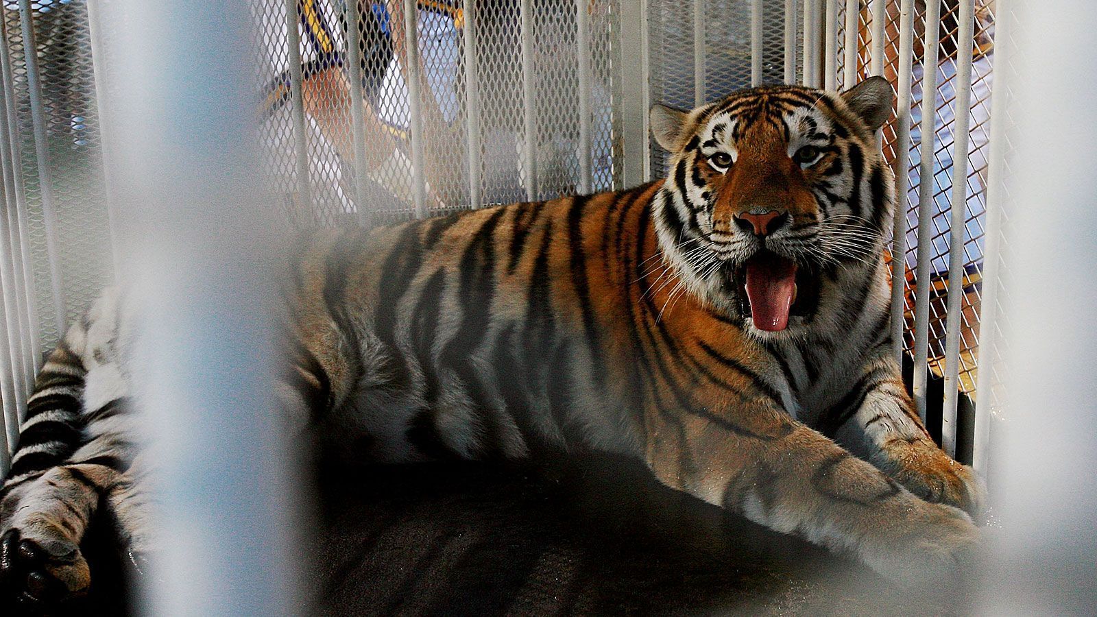 
                <strong>Mike the Tiger (LSU Tigers)</strong><br>
                Für Kunststückchen auf dem Skateboard ist Mike the Tiger nicht zu haben, imposante Bilder beschert er an der Louisiana State University dennoch. Um 1935 das erste lebende Maskottchen finanzieren zu können, musste jeder Student 25 Cent berappen. Benannt wurde die Raubkatze dann nach dem damaligen LSU-Sportmediziner Mike Chambers. Bis 1990 folgte ein Bengalischer Tiger auf den anderen, seither sind es Mischformen. Nummer sieben hört eigentlich auf den Namen "Harvey" und startete seine Maskottchen-Karriere 2017. Bei ihm handelt es sich um eine Mischung aus Bengalischem und Sibirischem Tiger.
              