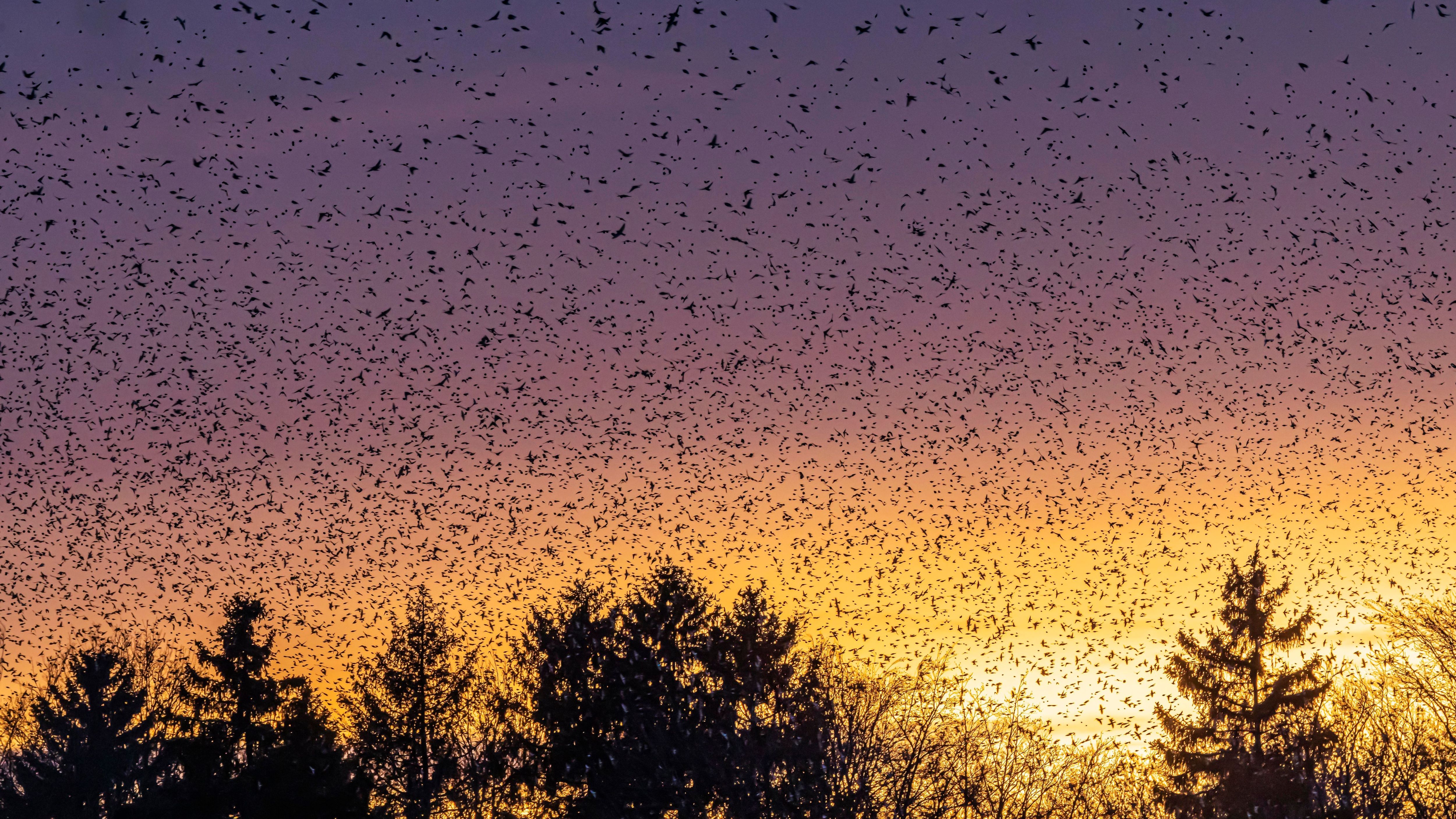 Ein Bild wie aus Alfred Hitchcocks Horrorklassiker "Die Vögel": Auf der Schwäbischen Alb sind gerade unzählige Bergfinken-Schwärme unterwegs. Die Tiere kommen aus Skandinavien und sind zum Überwintern in Süddeutschland. Expert:innen gehen von bis zu vier Millionen Tieren aus. Ein echter Hingucker, nicht nur für Ornitholog:innen.