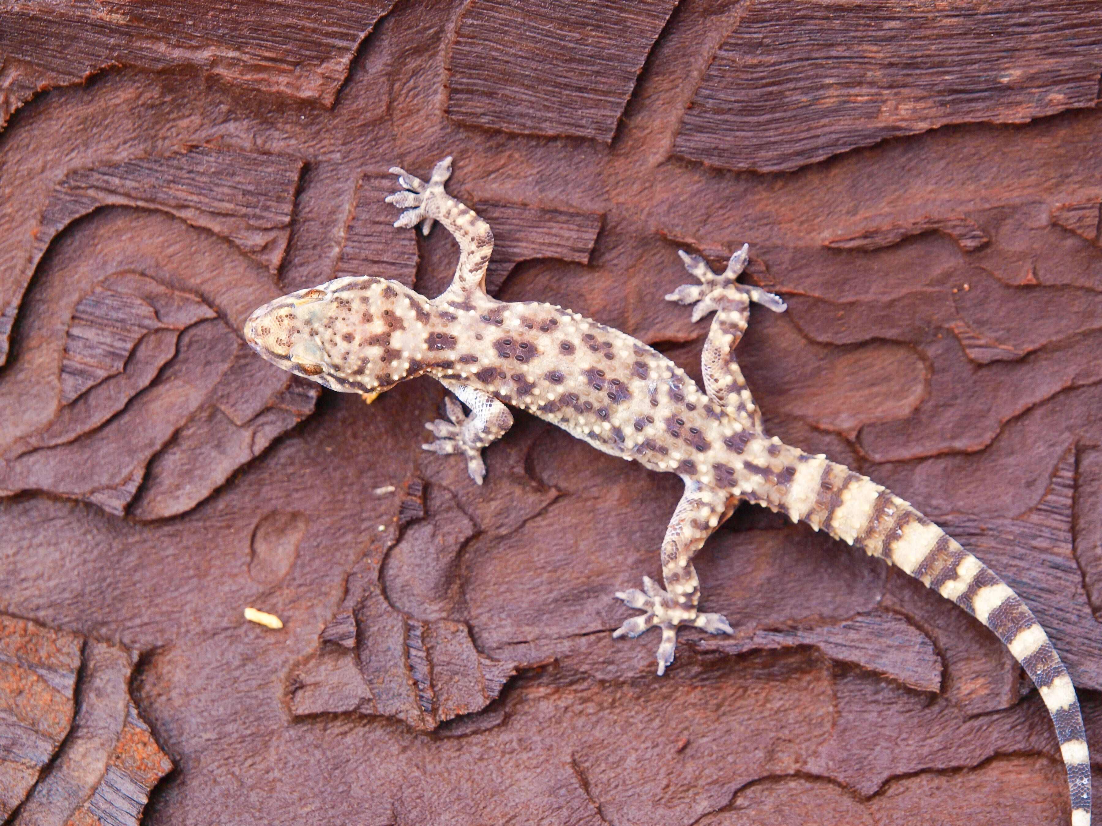 Die rund 15 Zentimeter großen Hausgeckos verbergen sich in Häusern in Südeuropa. Sie kommen nur nachts heraus.