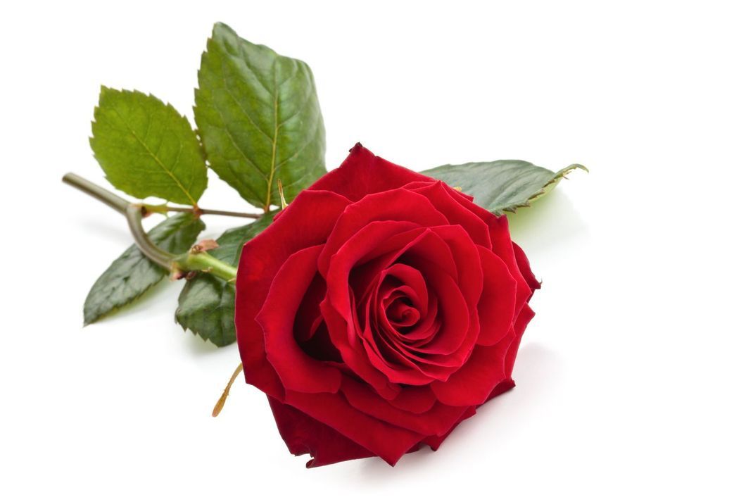 Schauen Sie sich eine Rose genau an, bevor Sie sie zeichnen. Für Anfänger ist es am besten, wenn sie sich eine Blume als Vorlage danebenlegen.