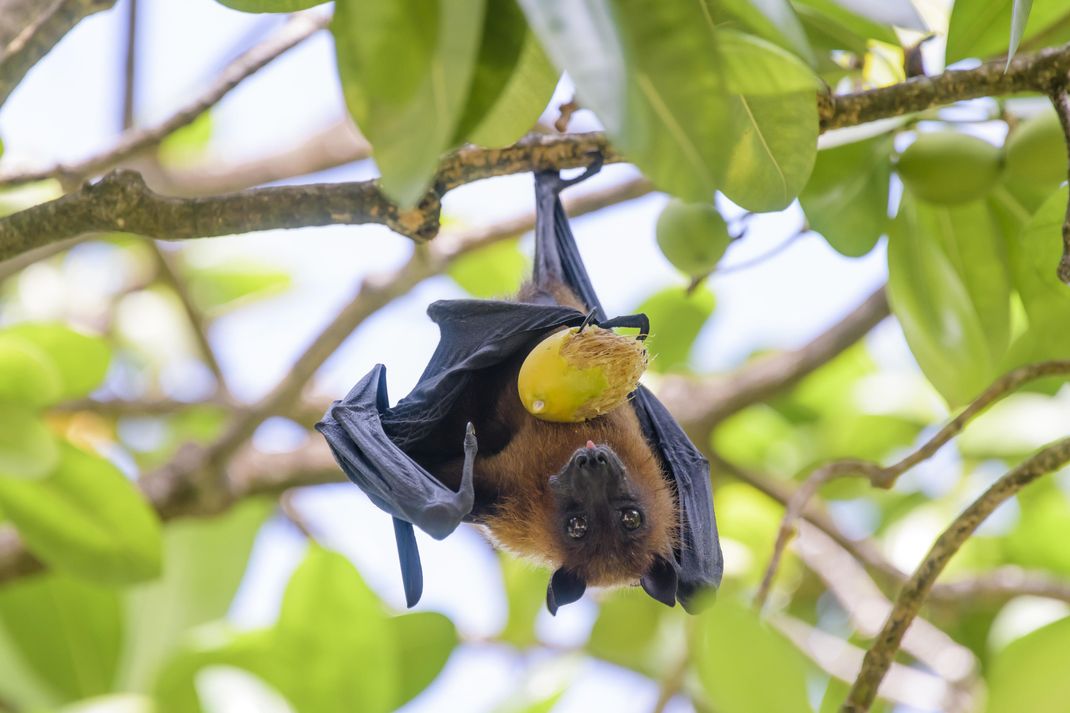 Flughunde sind bräunlich und habe schwarze Flügel.