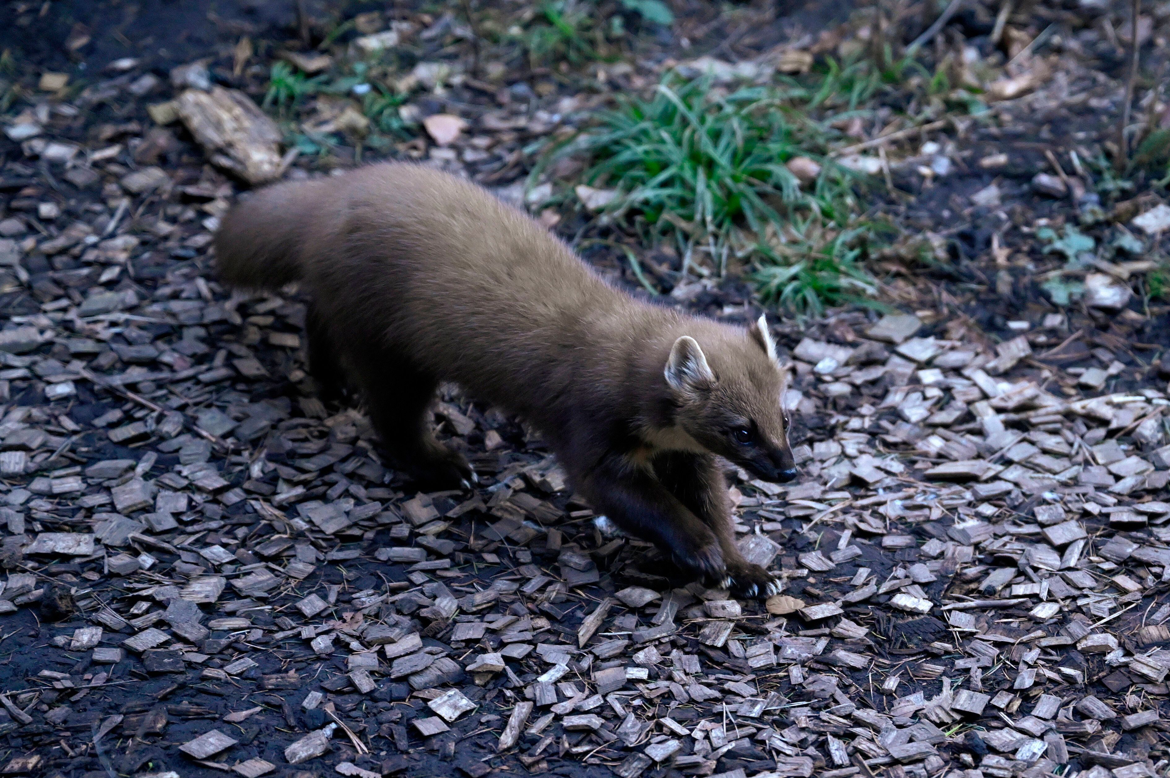 Baummarder sind die zweite Art der Echten Marder, die bei uns daheim sind. Sie sind aber viel scheuer.