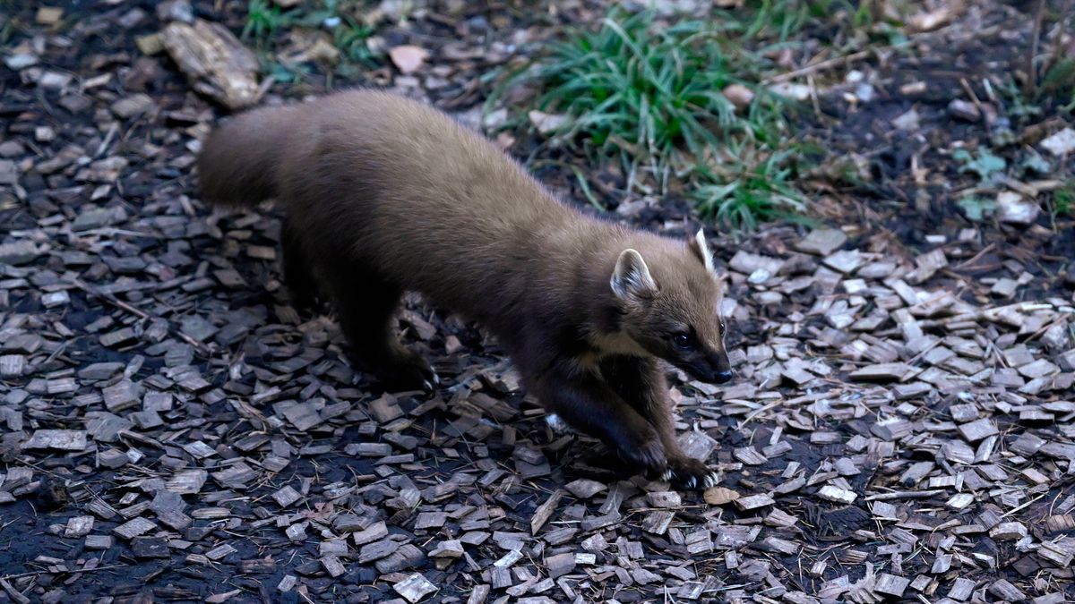 Baummarder Marder