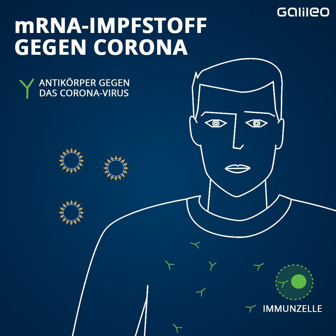 Wenn sich nun später die oder der Geimpfte mit dem echten Corona-Virus infiziert, erkennt das Immunsystem sofort die Spike-Proteine und beginnt mit der Antikörper-Produktion. Diese binden an die Viren und verhindern so, dass sie in Körperzellen eindringen können. Die T-Zellen helfen dabei, bereits infizierte Zellen zu zerstören, bevor sich die Viren darin vermehren. 