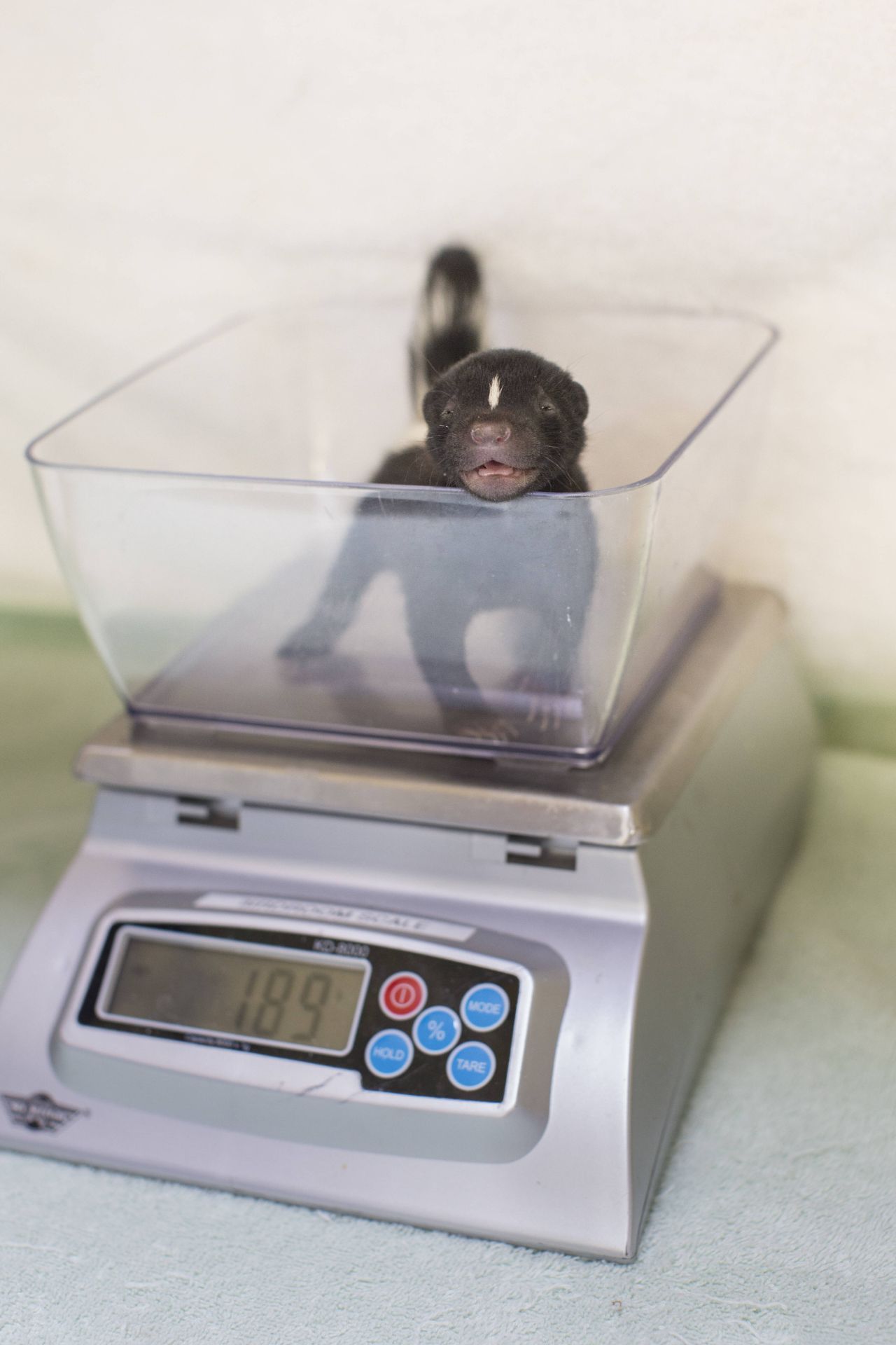 Ein Stinktier-Baby: Die Kleinen können schon ziemlich früh sprühen, aber das stinkt noch nicht.