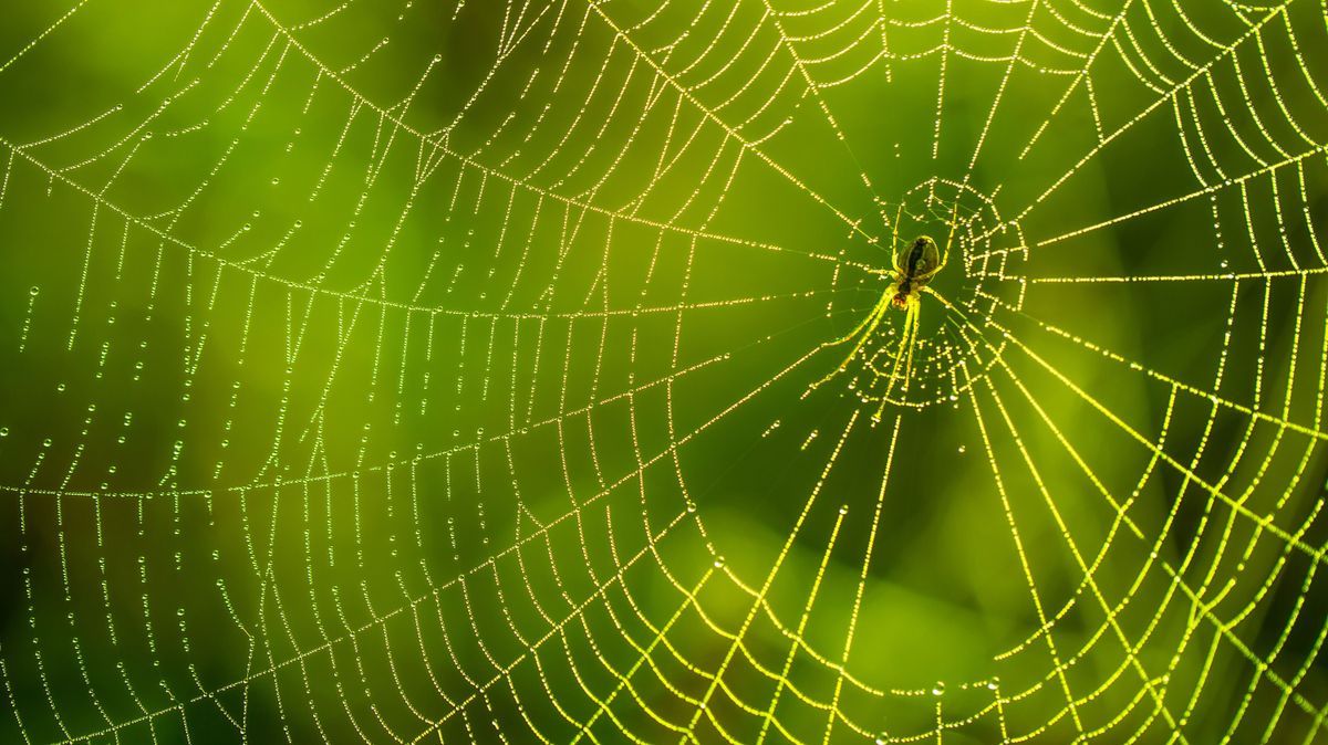 Darum bleiben Spinnen nicht in ihren Netzen kleben?
