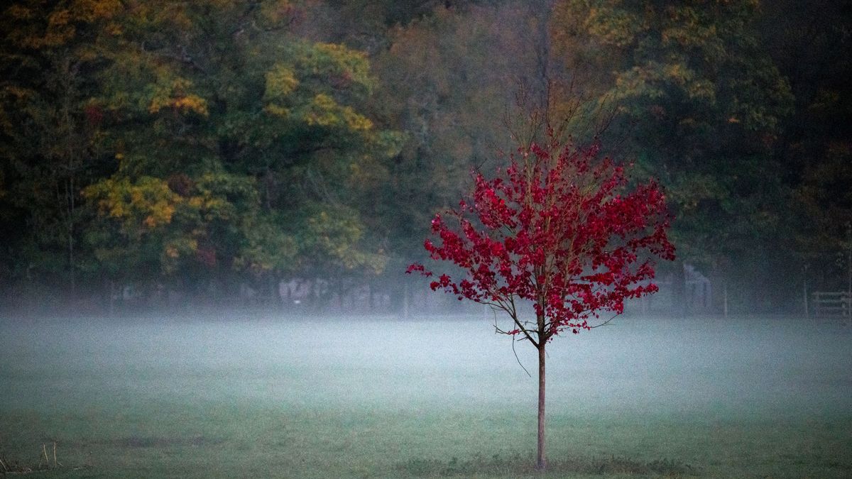 Ein rot belaubter Baum steht auf einer Wiese im Nebel im Wildpark Schloss Tambach.