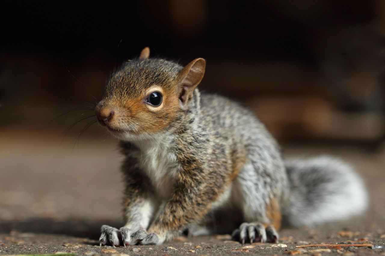 Ein Eichhörnchen-Baby: Gibt es einen süßeren Schlusspunkt ... äh, eine bessere Art sich zu konzentrieren?