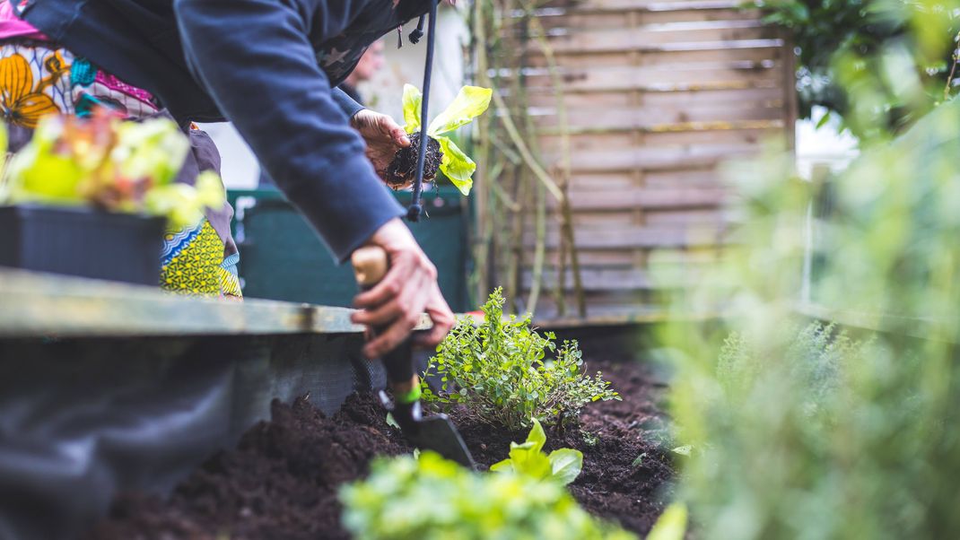 Gartenarbeit Diese Gemüsesorten sind jetzt an der Reihe