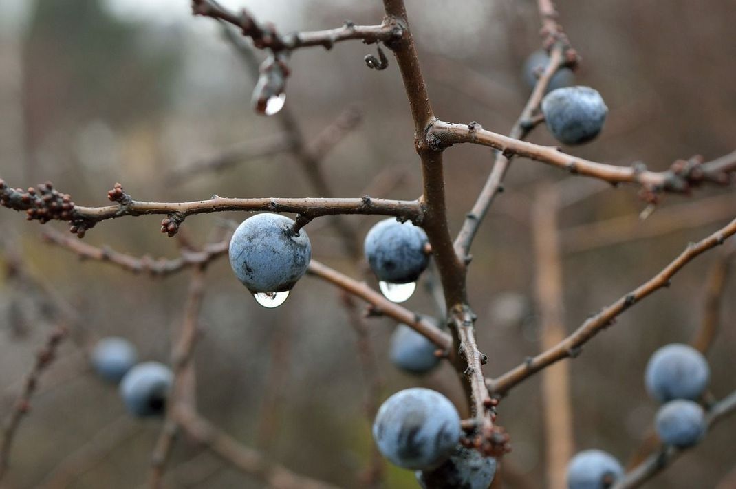 Der richtige Zeitpunkt, um Schlehen zu ernten: Wenn der erste Frost als Tau von den Früchten tropft.
