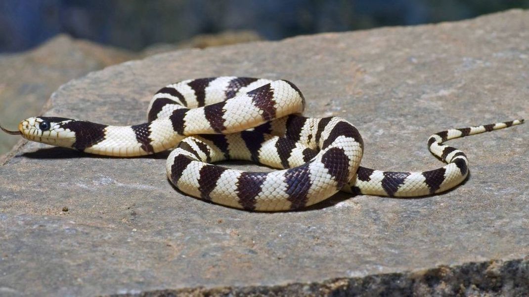 Invasive Schlange verbreitet sich in Deutschland. Die Kalifornische Kettennatter stinkt und könnte heimische Arten bedrohen.