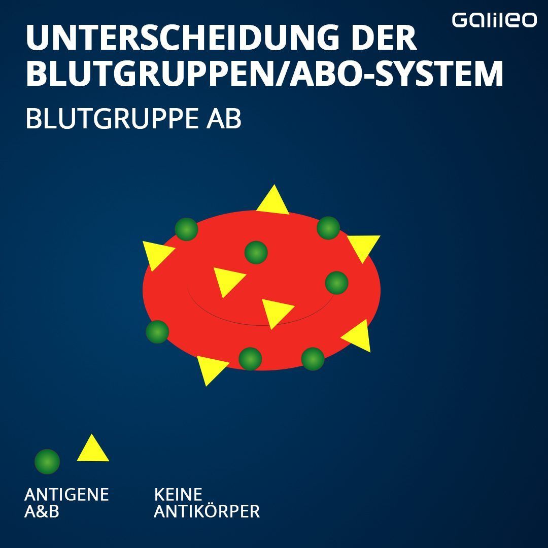 Bei der Blutgruppe AB befinden sich auf den roten Blutkörperchen sowohl die Antigene A und B. Antikörper gibt es hingegen in diesem Blutplasma keine. Würde es nämlich welche geben, würde sich dein Blut selbst bekämpfen und verklumpen.