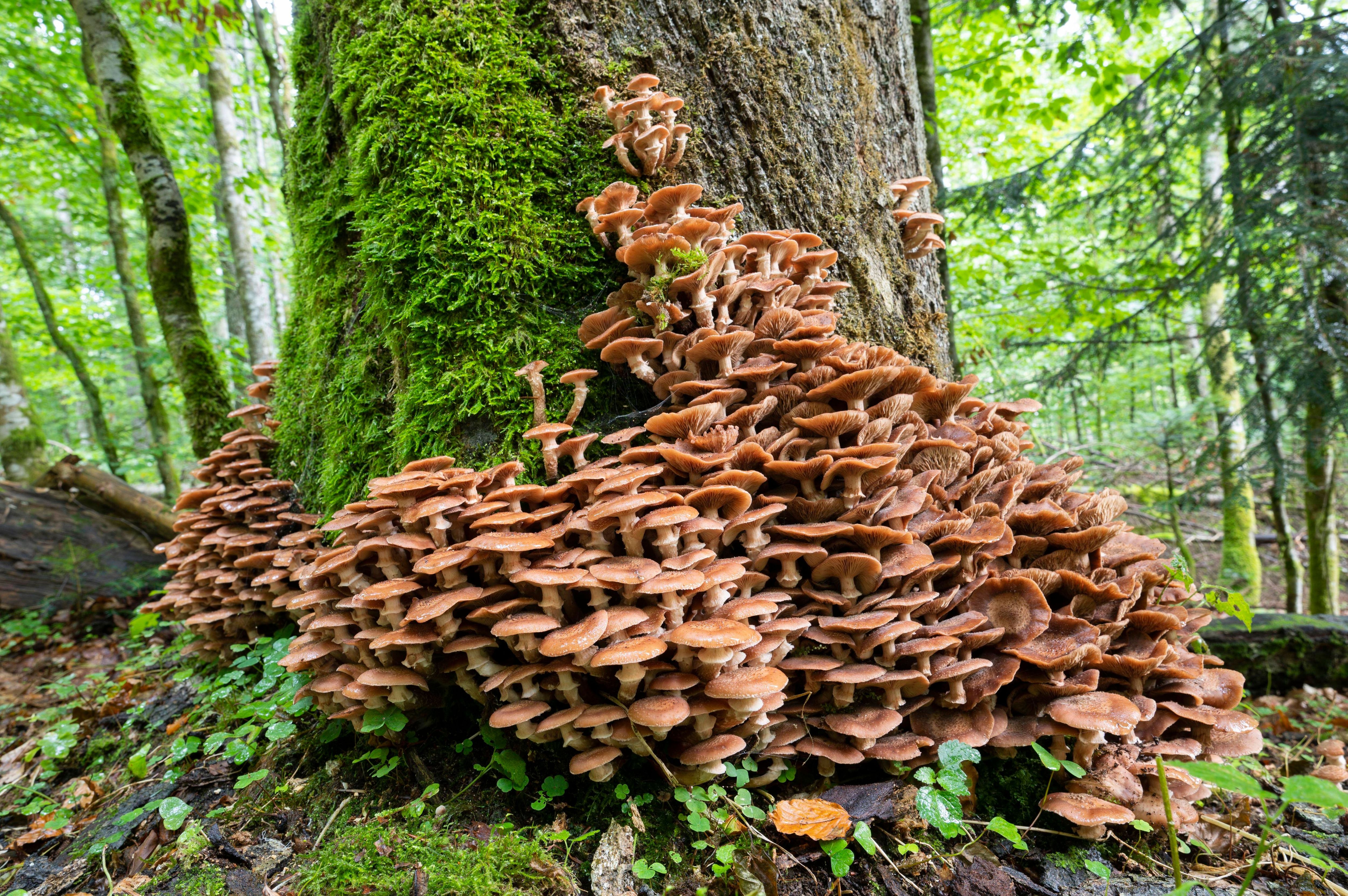 Hallimasche sind gefürchtete Parasiten: Sie können tote wie lebende Bäume befallen. Kaum eine Strauch- oder Baumart ist vor ihnen sicher. Die Pilze können im Extremfall ein regelrechtes Waldsterben verursachen.