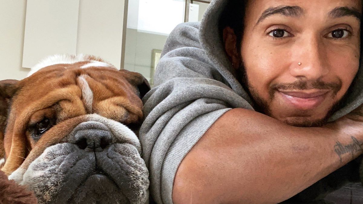 Lewis Hamilton mit seiner Bulldogge Roscoe (Archivbild)
