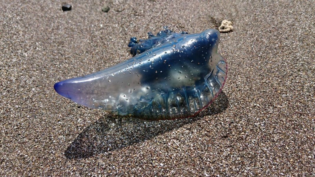 Auf der thailändischen Insel Phuket sind Dutzende giftige "Bluebottles" angespült worden. Sie gehören zur Gattung der Portugiesischen Galeeren (Bild).