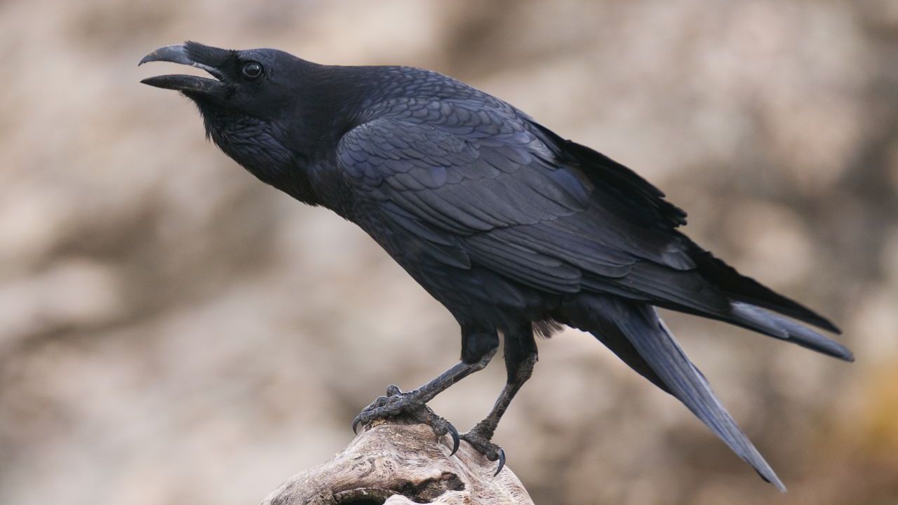 Krähen und Raben - Rabenvögel können ebenso wie die farbenfrohen Papageien sprechen. Sie können komplexe Rätsel lösen und sich über mehrere Jahre an Menschen erinnern, die entweder böse oder lieb zu ihnen waren.