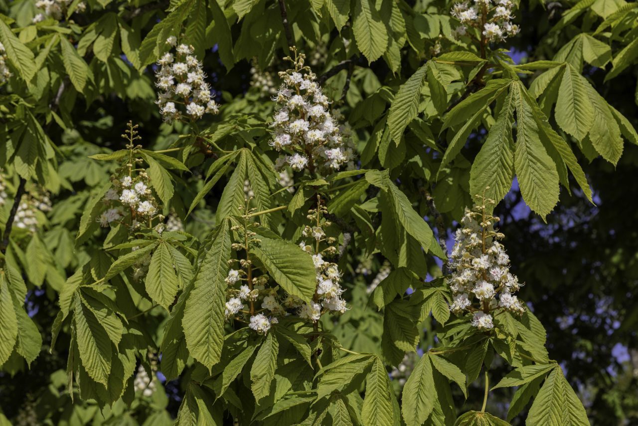 Die Blüten der Rosskastanien: Sie werden auch "Kerzen" genannt, sind weiß bis rot. Sie blühen als bis zu 30 Zentimeter hohe, aufrechtstehende Rispen. Der Baum ähnelt der Edelkastanie in Höhe und Kronenbreite.