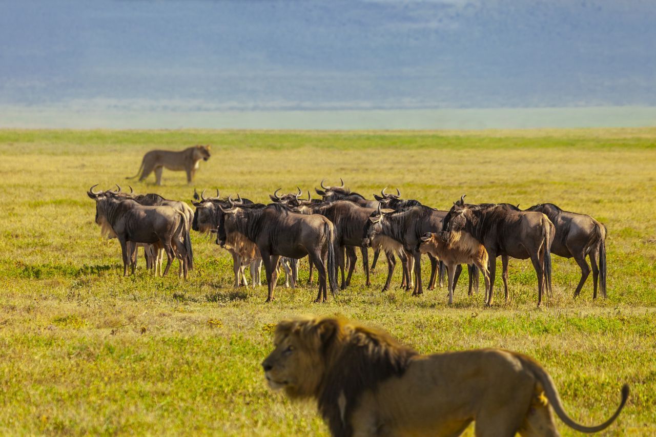 Löwen umzingeln ihre Beute. Die Gnus wiederum bilden einen Verteidigungs-Kreis.