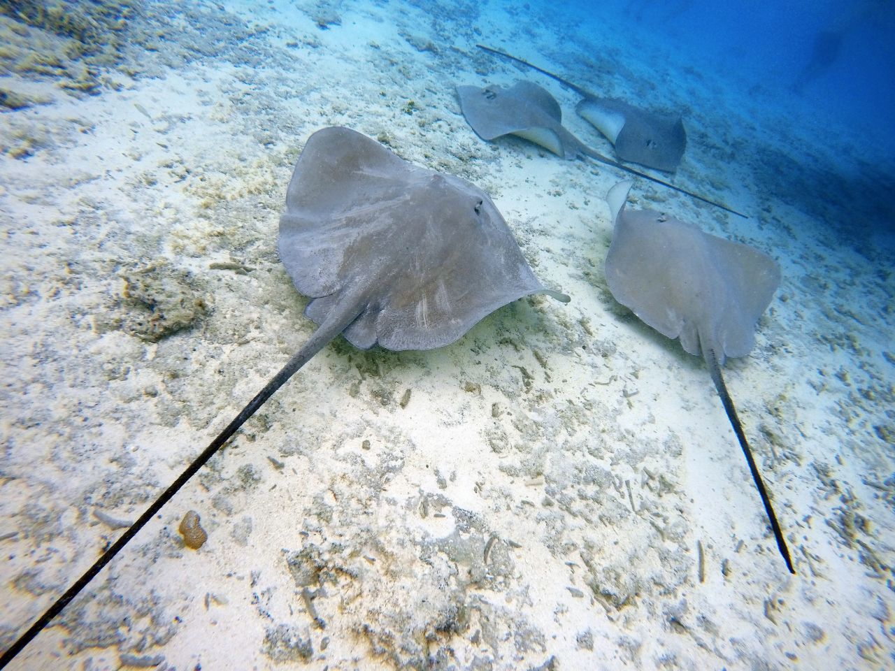 Stachelrochen: Sie tragen eine besondere Waffe. Am Schwanz sitzen ein oder mehrere Stacheln, die auch Gift enthalten. Kommt ihnen jemand zu nahe, setzen die Fische den Schwanz zur Verteidigung ein. Trifft er richtig, kann der Stich auch für Menschen tödlich sein. Andere Arten aus der Familie der Stechrochen besitzen ebenfalls Stachelschwänze. Bei denen ist der Stich jedoch meist nur schmerzhaft.