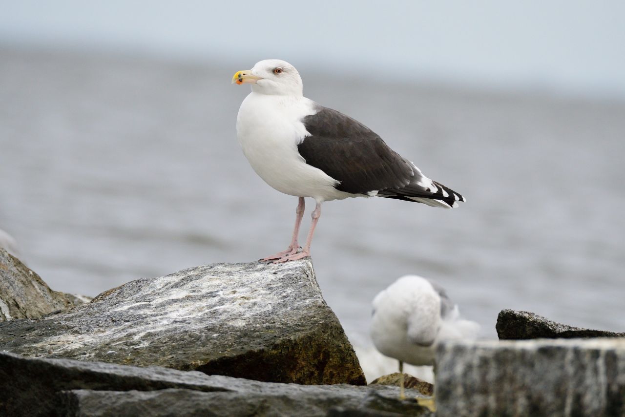 Die Mantelmöwe ist die größte Möwen-Art Europas. Sie hat eine Flügel-Spannweite von bis zu 1,7 Metern und wird bis zu 80 Zentimeter groß. Man erkennt sie meist an den fast schwarzen Deckflügeln und den rosa Beinen. Mantelmöwen leben lieber auf Distanz von Menschen.