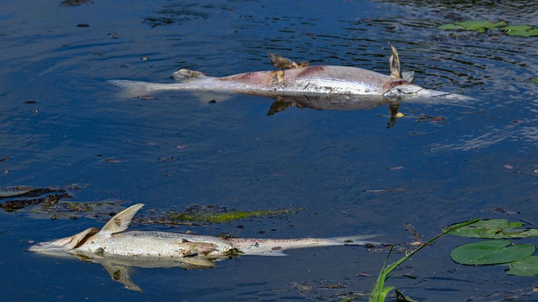 Zwei große tote Fische von etwa 50 Zentimetern Länge treiben an der Wasseroberfläche.