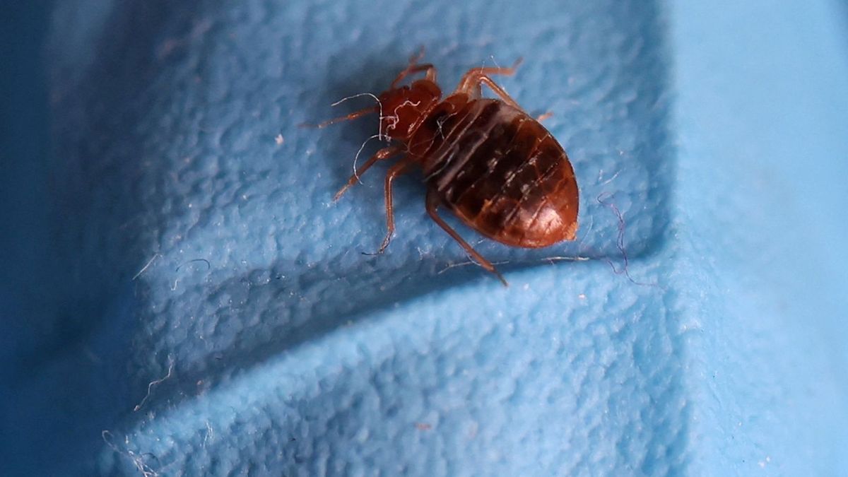 FRANCE-HEALTH/BED BUGS