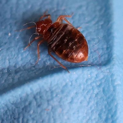 FRANCE-HEALTH/BED BUGS