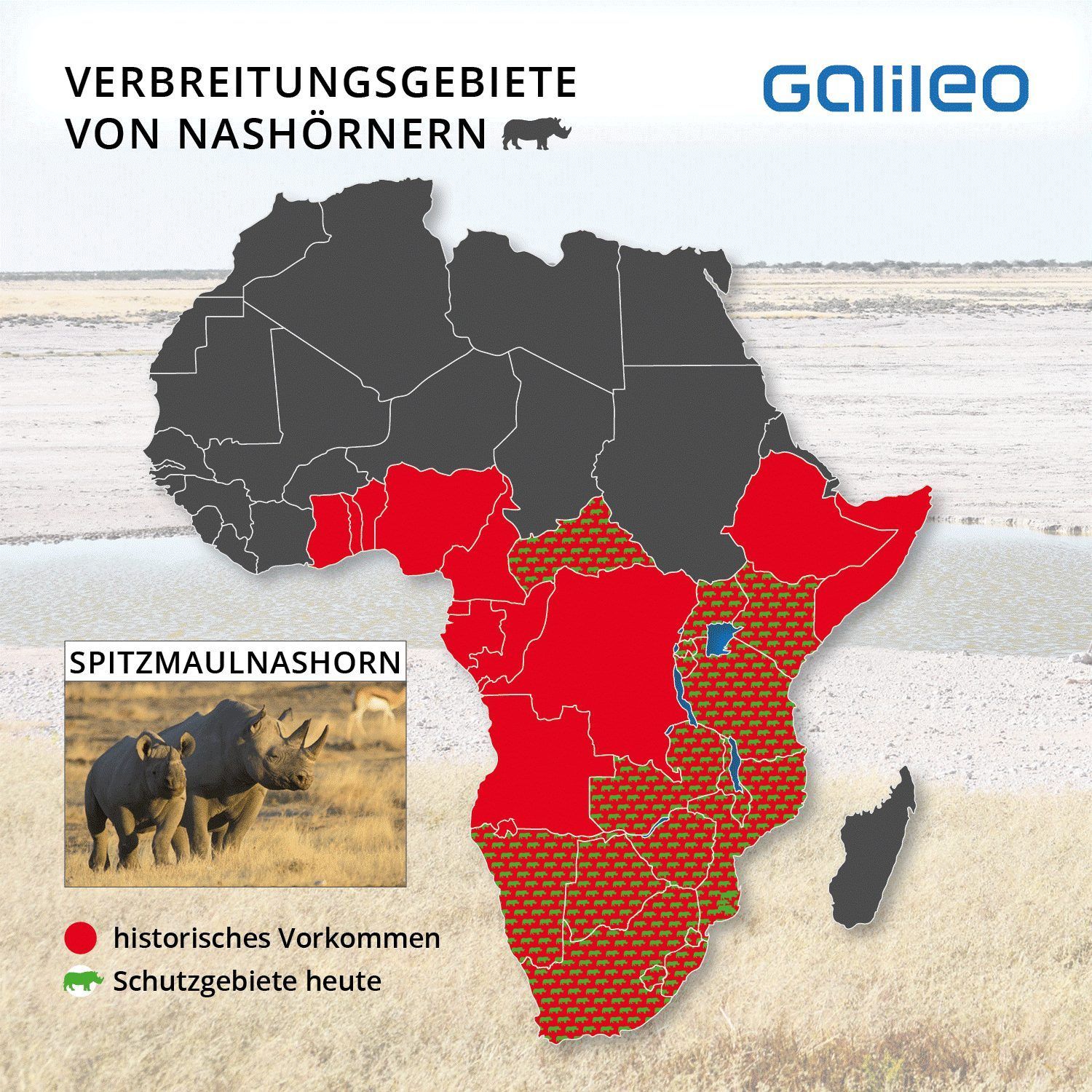 Einst war das Spitzmaulnashorn über weite Teile des afrikanischen Kontinents südlich der Sahara verbreitet - heute erstreckt sich sein Lebensraum nur noch von Kenia die Küste hinab bis nach Südafrika.