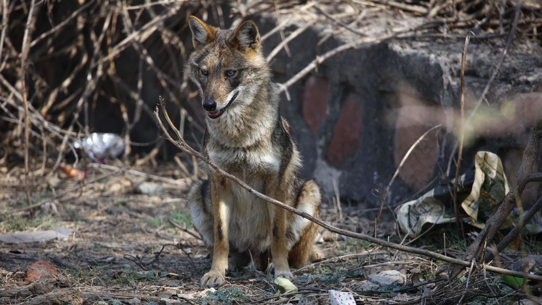 Der wolfsähnliche Goldschakal breitet sich zunehmend in Deutschland aus.