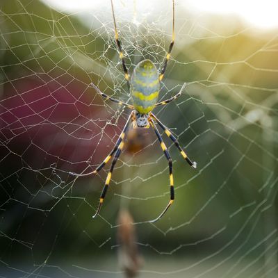 Die gigantische Joro-Spinne kann sogar fliegen