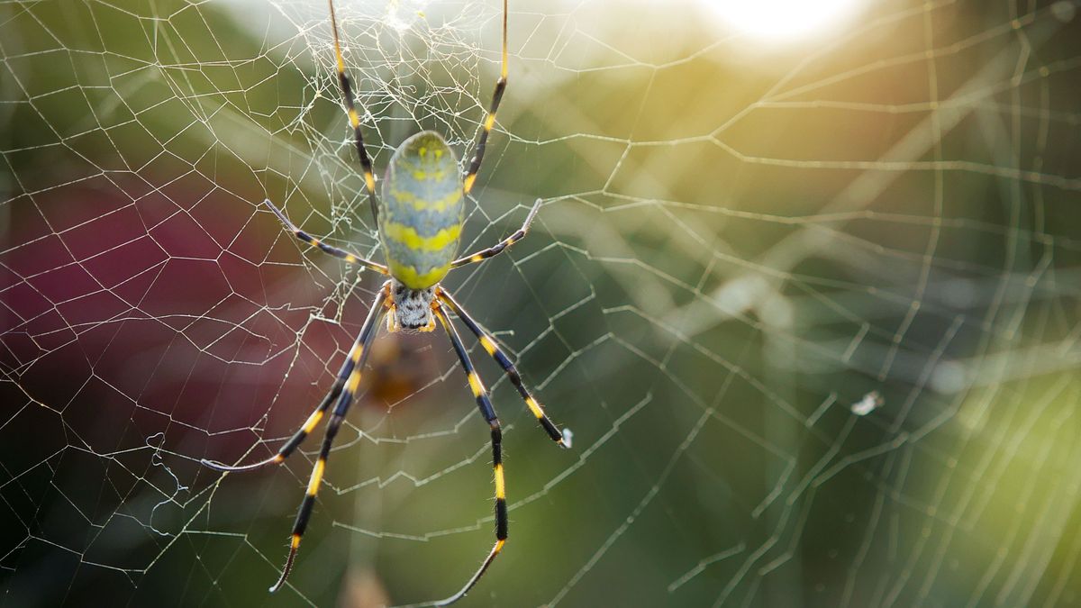 Die gigantische Joro-Spinne kann sogar fliegen