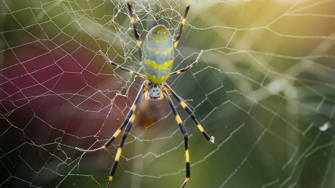 Die riesige Joro-Spinne versetzt den Osten der USA in Angst. Im Sommer könnte sie New York erreichen.