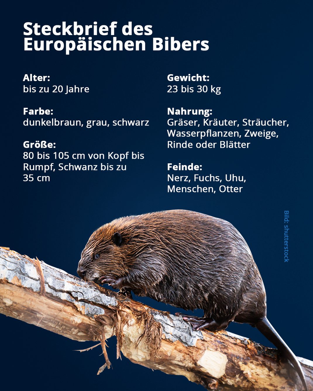 Fakten zum Europäischen Biber