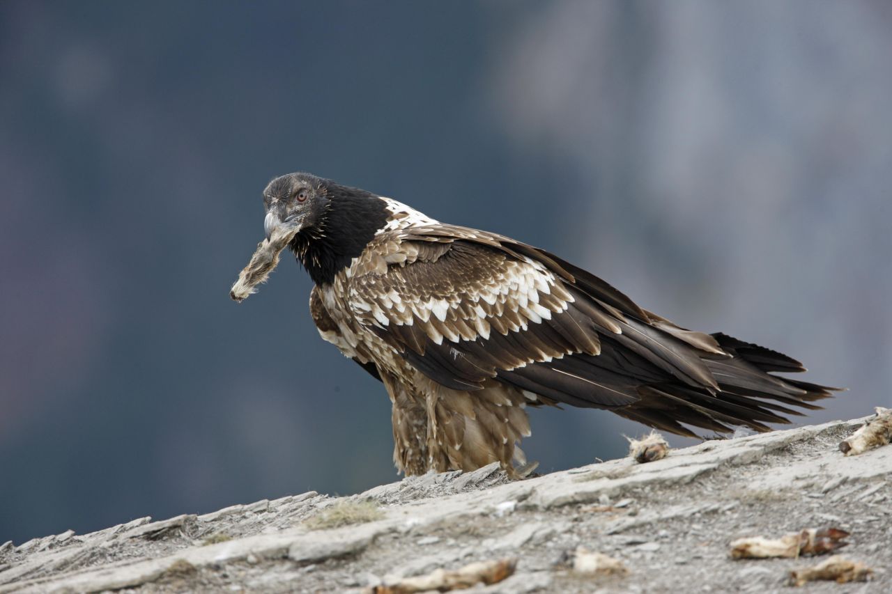 Jungtiere: Nach 110 bis 120 Tagen verlassen die jungen Bartgeier zum ersten Mal das Nest. Die Jungtiere besitzen noch ein dunkles Federkleid. Auch die rote Augenumrandung beginnt erst mit ein bis zwei Jahren durchzustechen. Nach einigen Wochen bis Monaten im Revier der Eltern, suchen sich die Jungen dann ein eigenes.