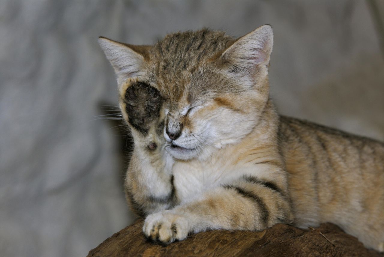 Sandkatzen sind perfekt an das Leben in heißen Wüstengebieten angepasst. Ein Beispiel: Das schwarze und dichte Fell an der Unterseite der Pfote. 