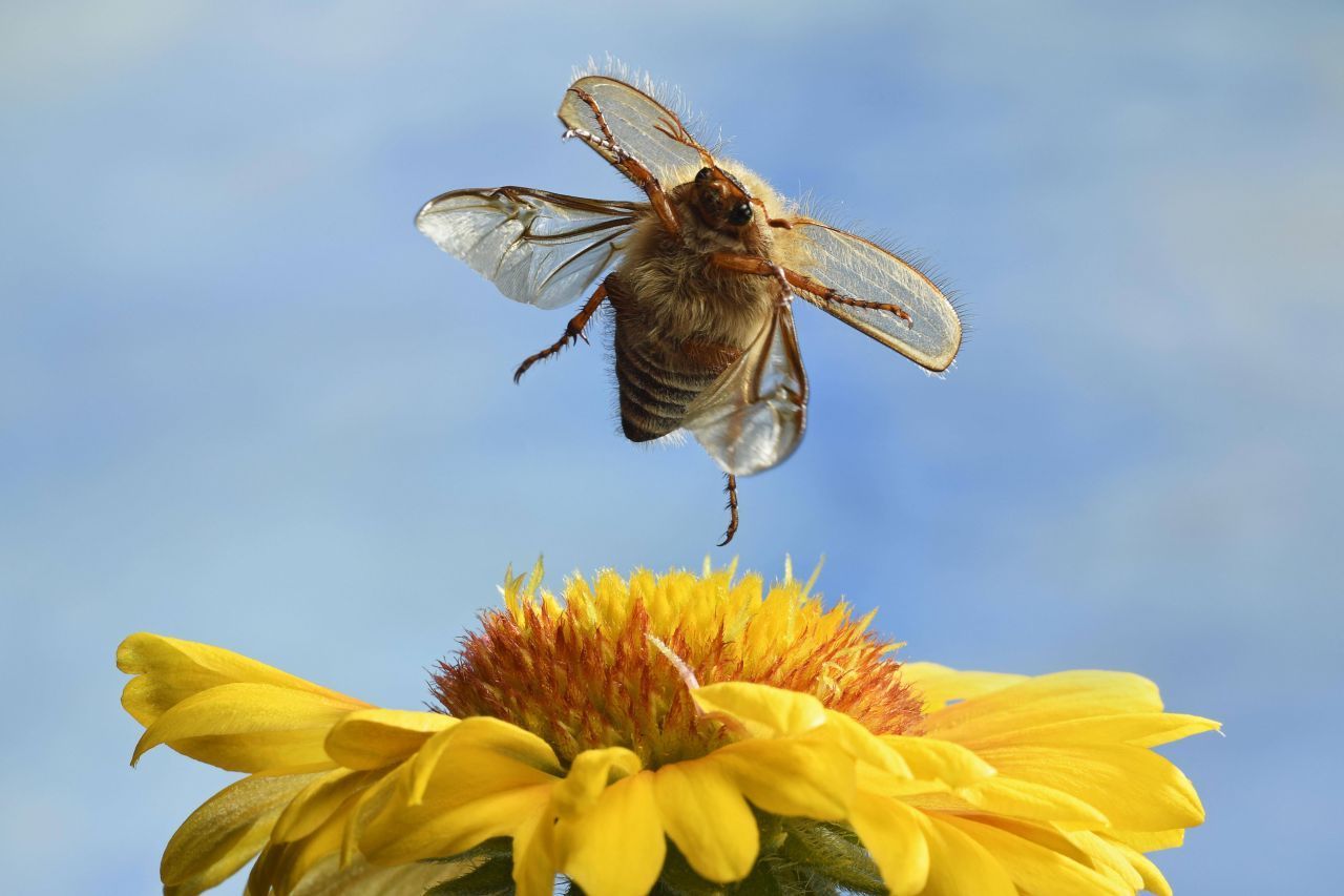 Junikäfer sind ungeschickte Flieger. Sie brummen oft auch gegen Menschen, die sie mit Bäumen verwechseln. Gefährlich sind die Chaos-Piloten aber nicht.