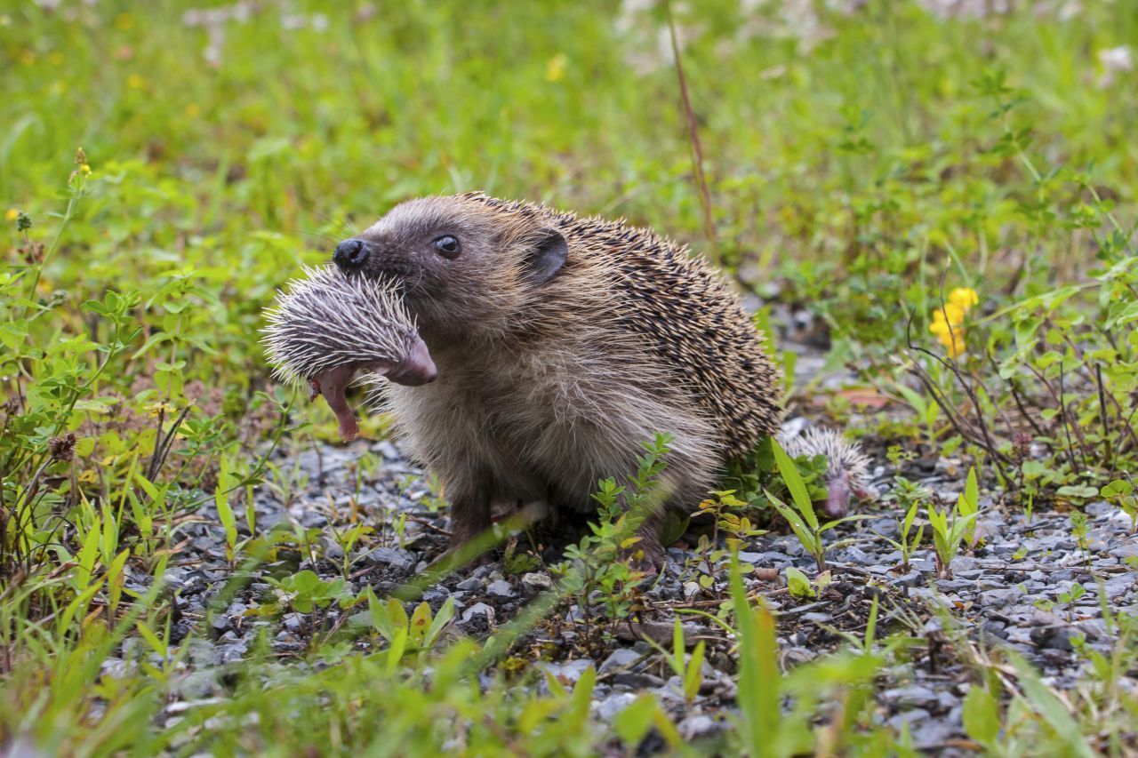 Die Stacheln ihres Kleinen scheinen dieser Igelin nichts auszumachen.