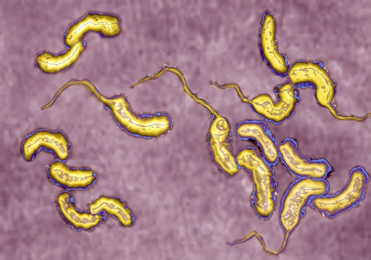 Vibrio Cholerae Choleraerreger Picture Alliance Bsip Cavallini James