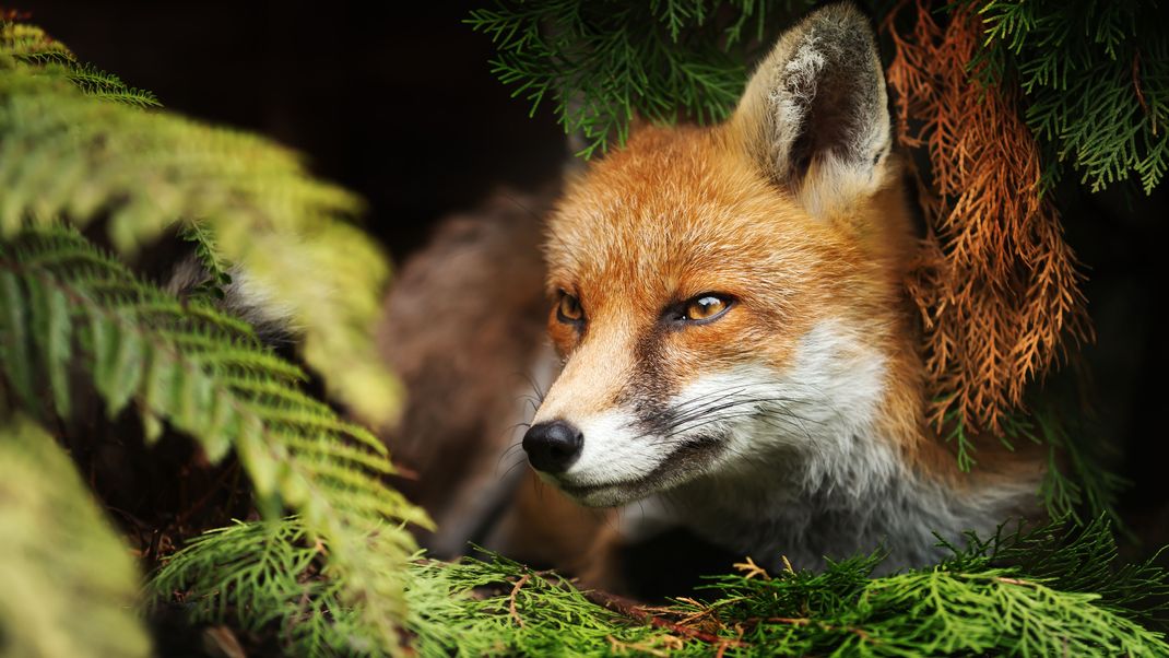 Eine Infektion mit dem Fuchsbandwurm kann für den Menschen im schlimmsten Fall tödlich enden.