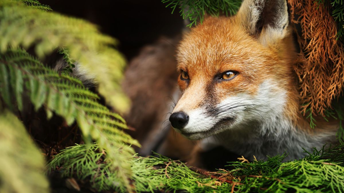 Close up of a Red fox lying under a tree