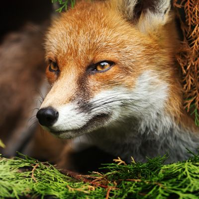 Close up of a Red fox lying under a tree