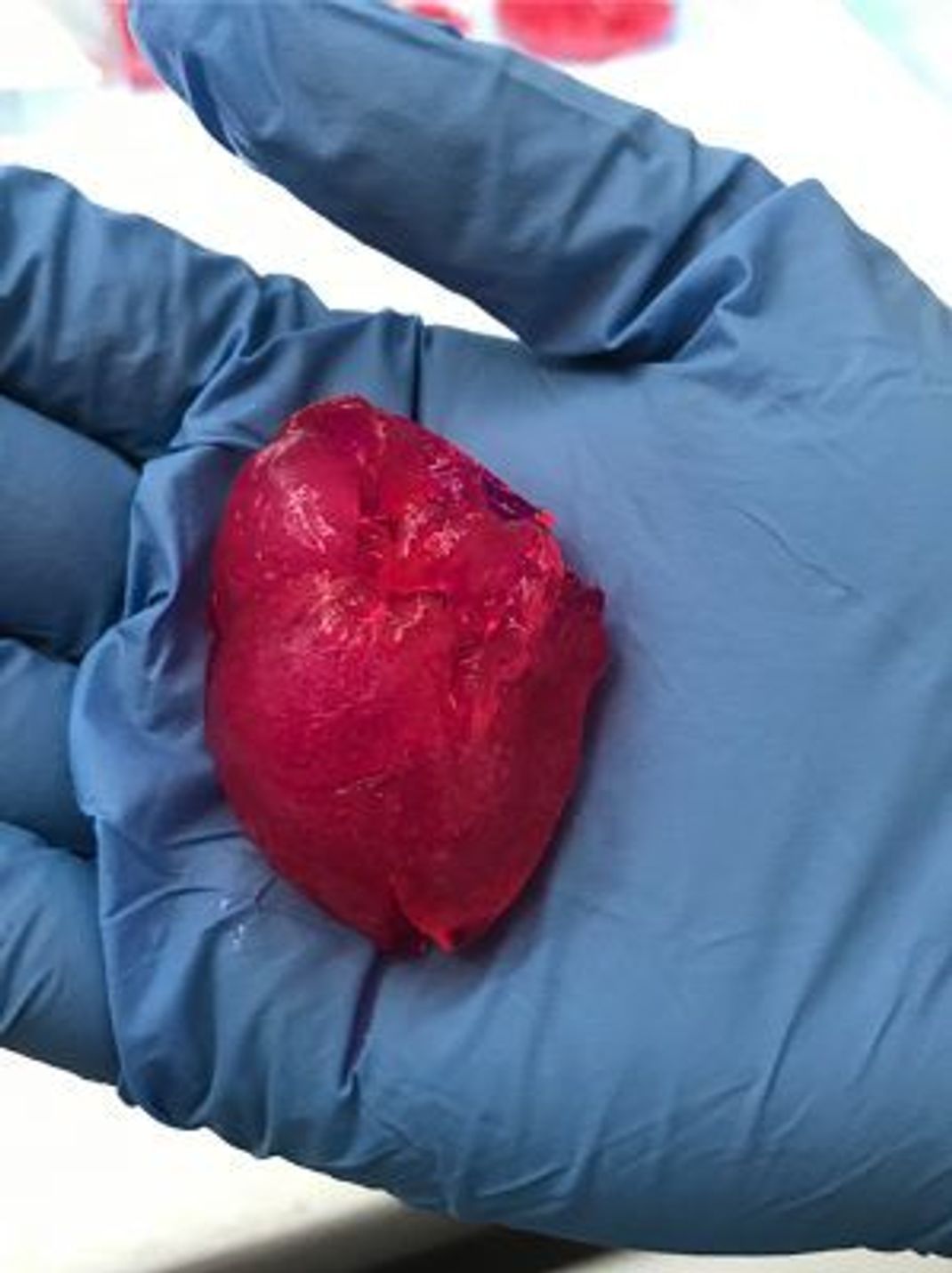So sieht das Mini-Herz aus dem 3D-Drucker aus.