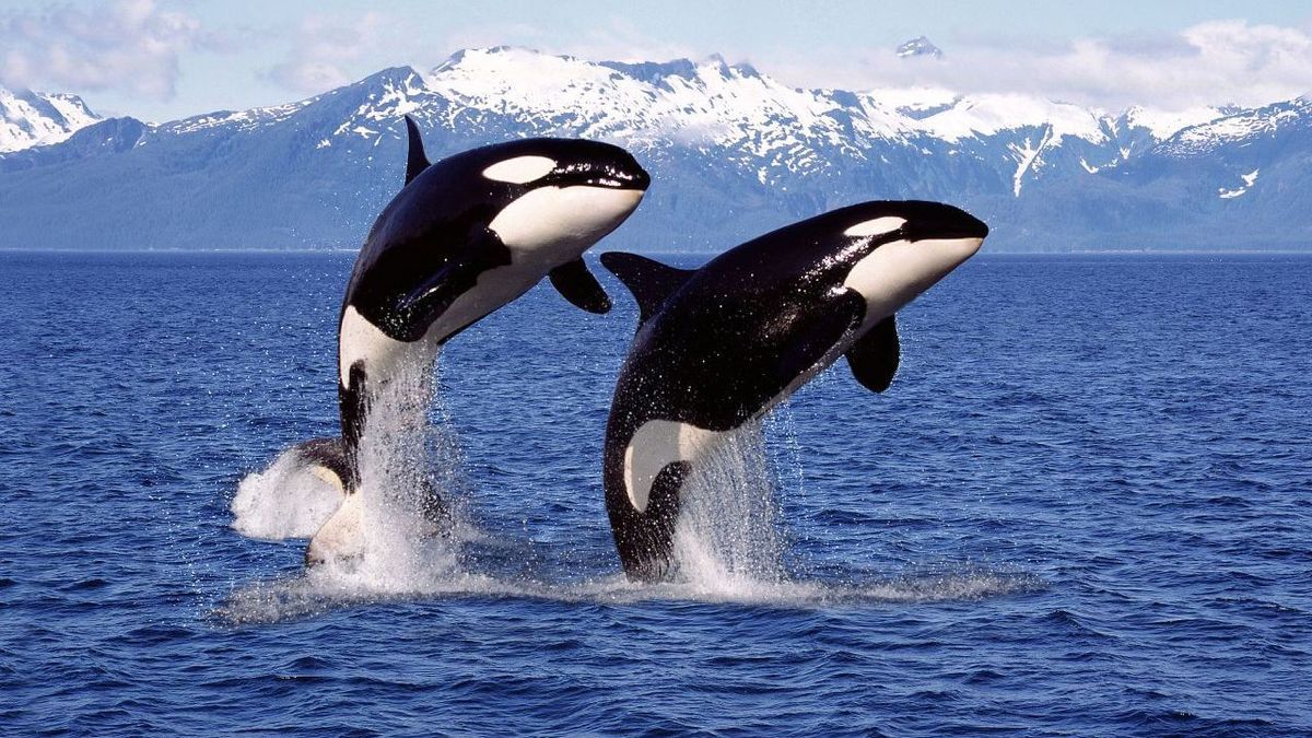 Orca Gettyimages Slowmotiongli 1227190928