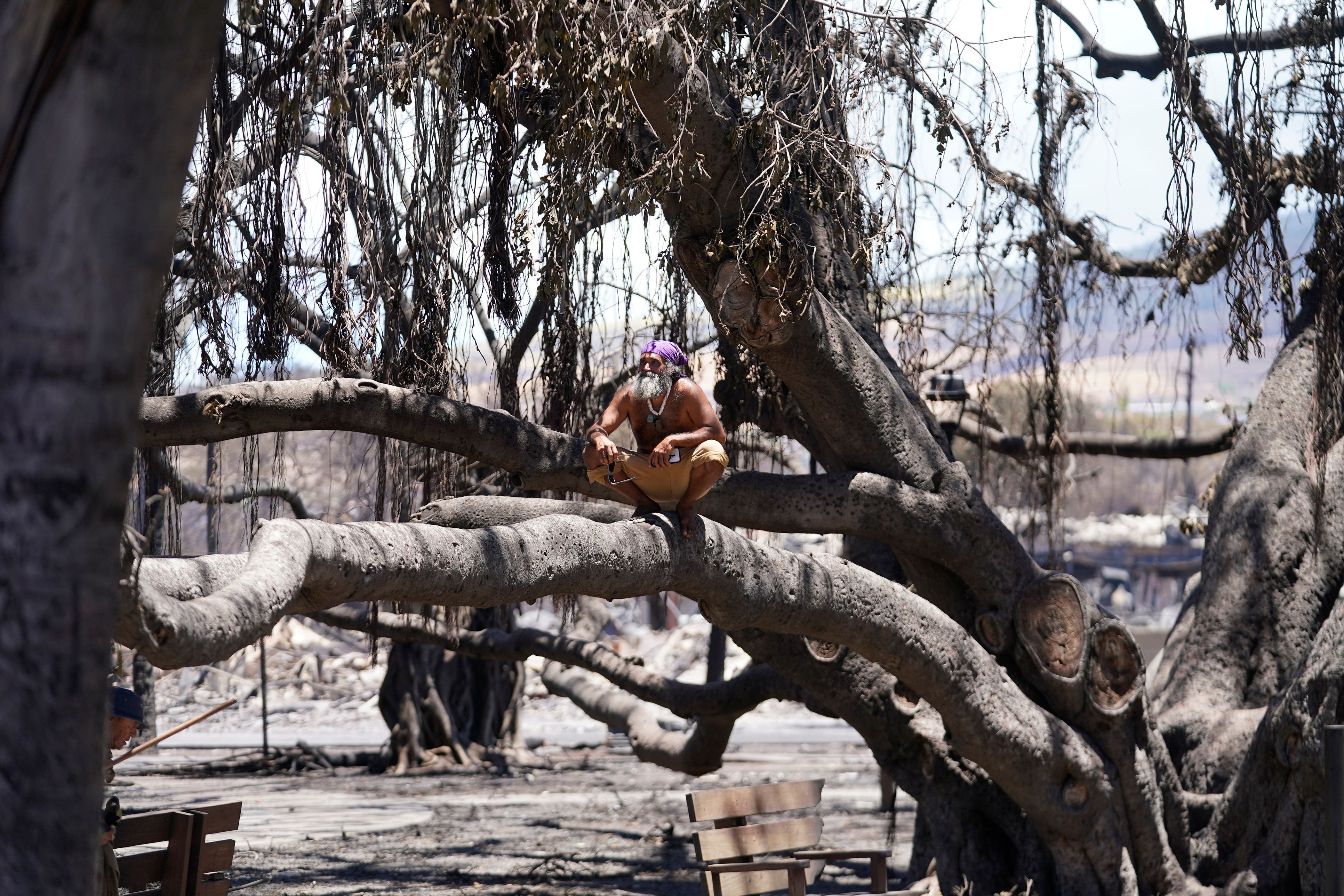 11. August 2023: Ein Mann sitzt in Lahaina, Hawaii, auf einem historischen Banyanbaum, der durch einen Waldbrand beschädigt wurde.