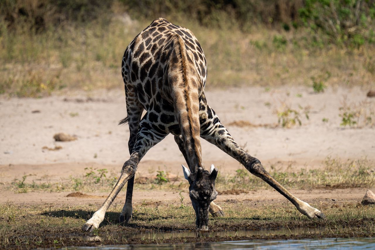 Um zu trinken, muss eine Giraffe fast einen Spagat machen und extrem viel Kraft aufwenden. Auch deshalb trinken die Tiere wenig und kommen wochenlang ohne Wasser aus. Gefressen wird dafür umso mehr: bis zu 65 Kilogramm Blätter täglich verspeist eine Giraffe.