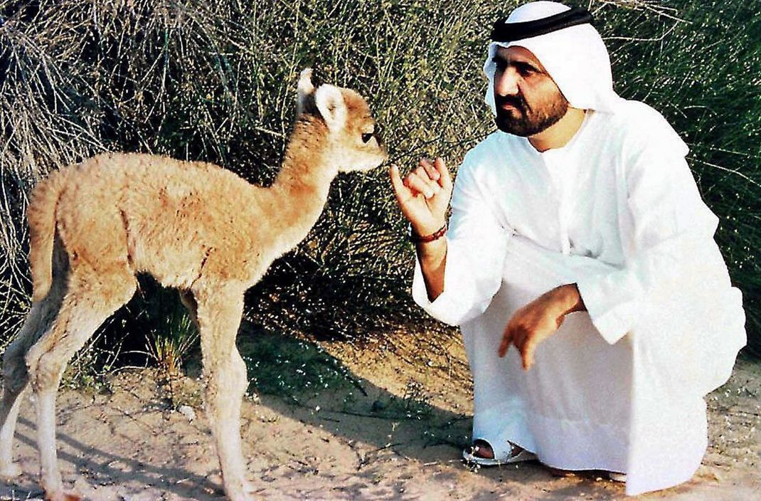 Bei der Kreuzung eines Kamels mit einem Lama entsteht ein Cama. Das erste Cama präsentierte Sheikh Mohammed Bin Rashed Al Maktoum 1997 in Dubai. Ebenfalls erfolgreich können sich Dromedare und Trampeltiere paaren und Junge bekommen.