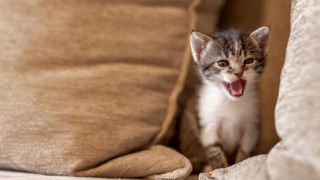 Deine Katze bringt dich um den Schlaf? Wir erklären, warum die Mieze nachts laut wird und was du dann tun kannst.