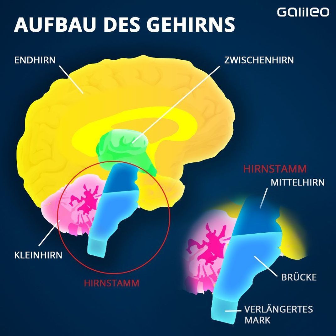 Das Gehirn wird in verschiedene Regionen unterteilt: Groß-, Zwischen- und Kleinhirn sowie den Hirnstamm. Letzterer besteht aus dem Mittelhirn, der Brücke und dem verlängerten Mark.