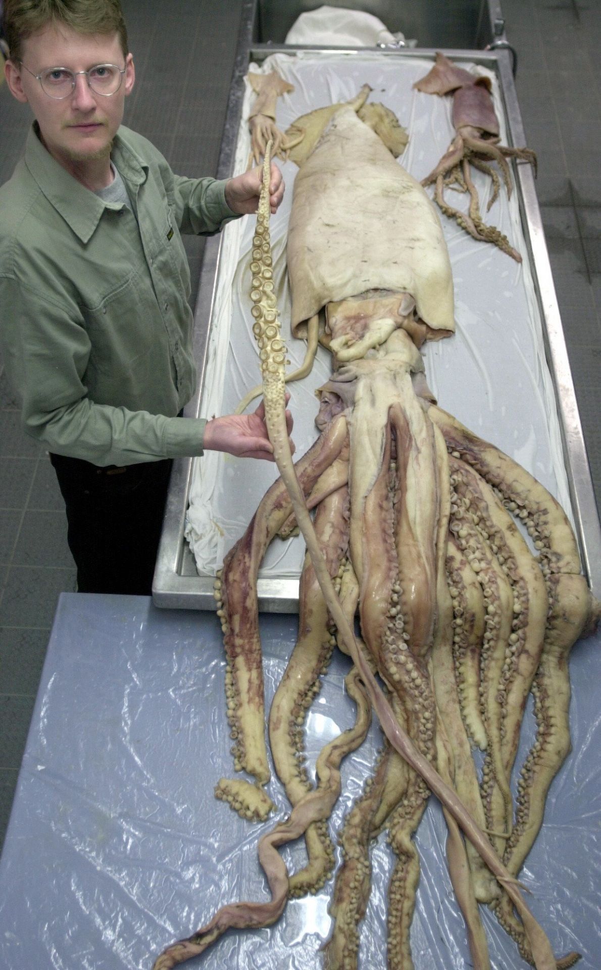 Dieser 6 Meter lange Riesenkalamar wurde 2004 in Neuseeland gesichtet. 