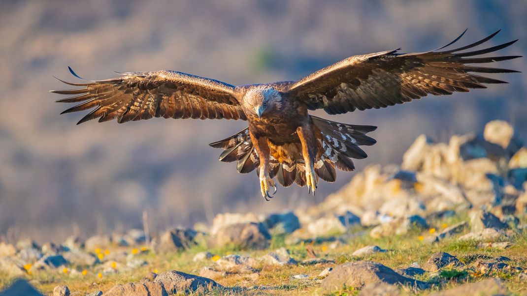 Innerhalb einer Woche gab es vier Angriffe von Steinadlern auf Menschen. Dies ist ein sehr ungewöhnliches Verhalten für diese Tiere. (Symbolbild)